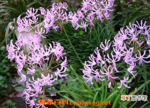 娜丽花的养殖方法和养殖注意事项