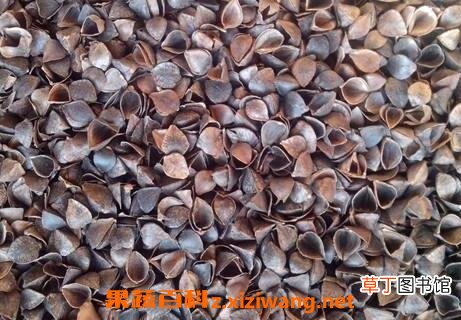 荞麦壳的功效与作用