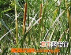 什么是蒲黄 蒲黄的功效与作用