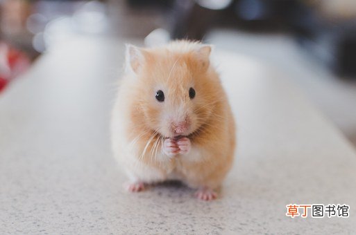 金丝熊和仓鼠的区别