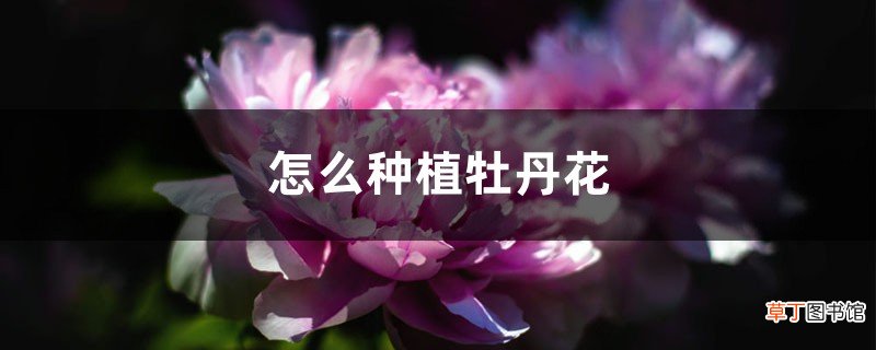怎么种植牡丹花