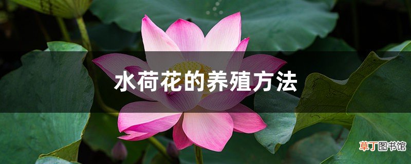 水荷花的养殖方法