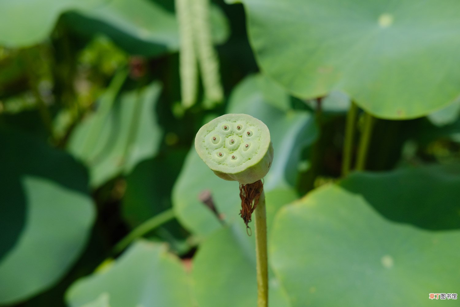 水荷花的养殖方法