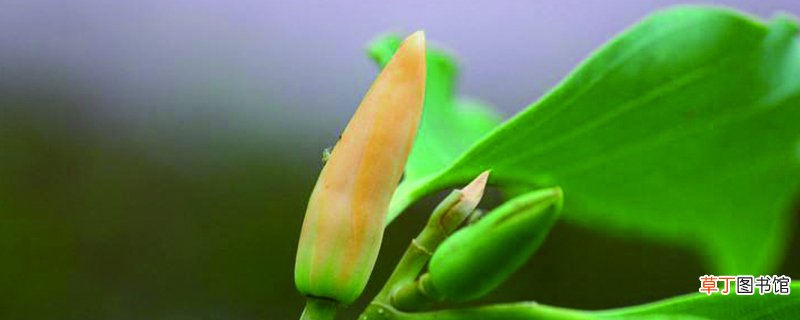 黄兰怎么养