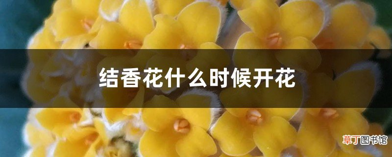 结香花什么时候开花
