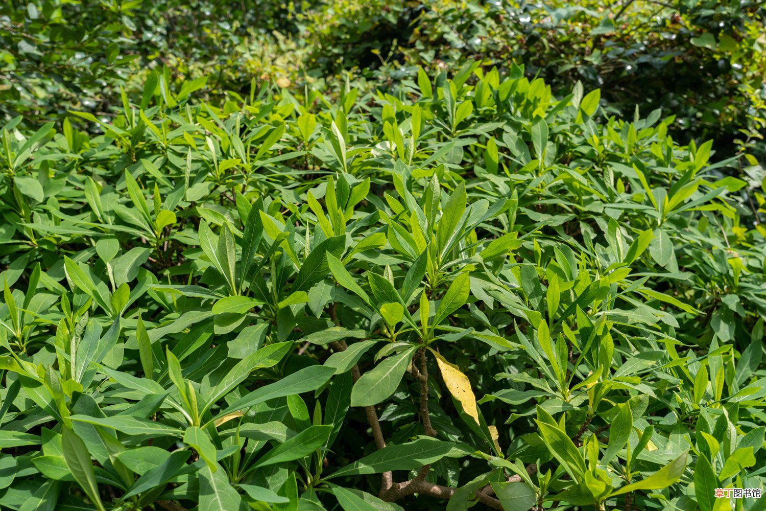结香花什么时候开花