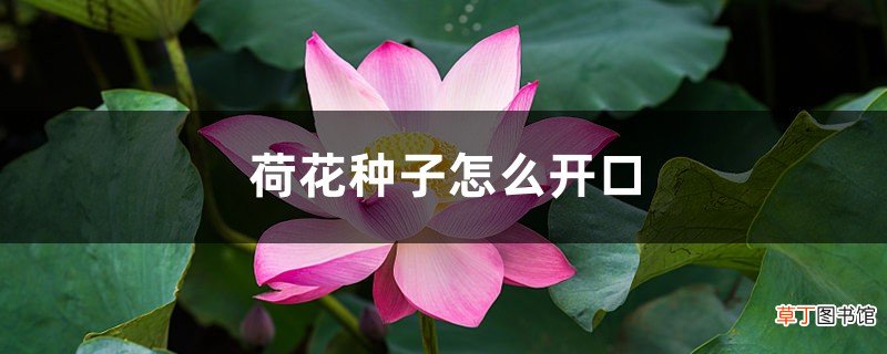 荷花种子怎么开口