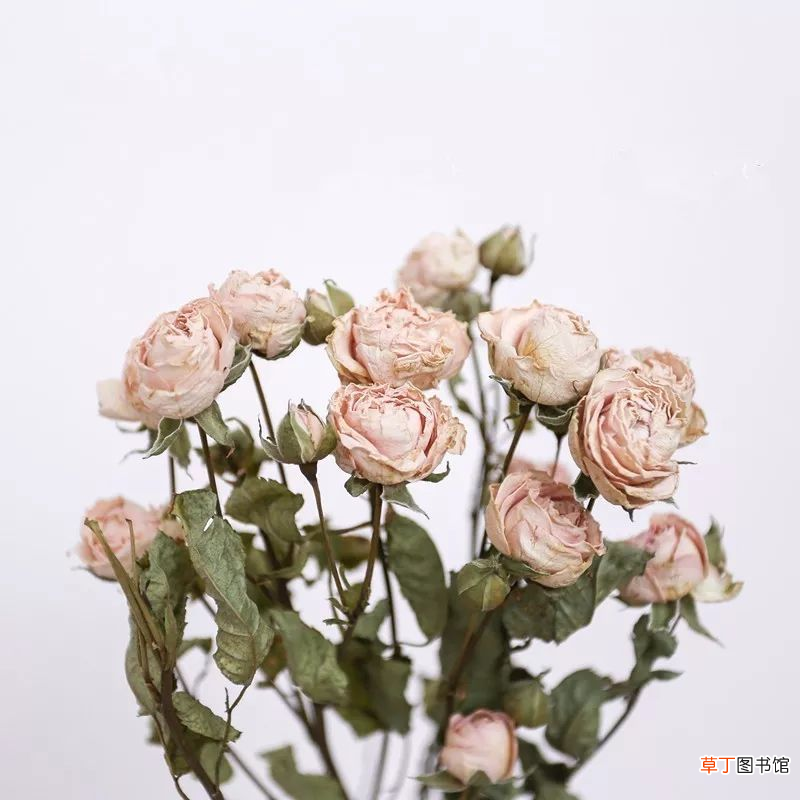 鲜花如何保鲜 鲜花保鲜时间短？花店保鲜小方法