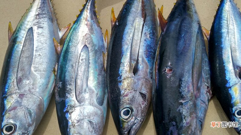 油浸和水浸金枪鱼区别