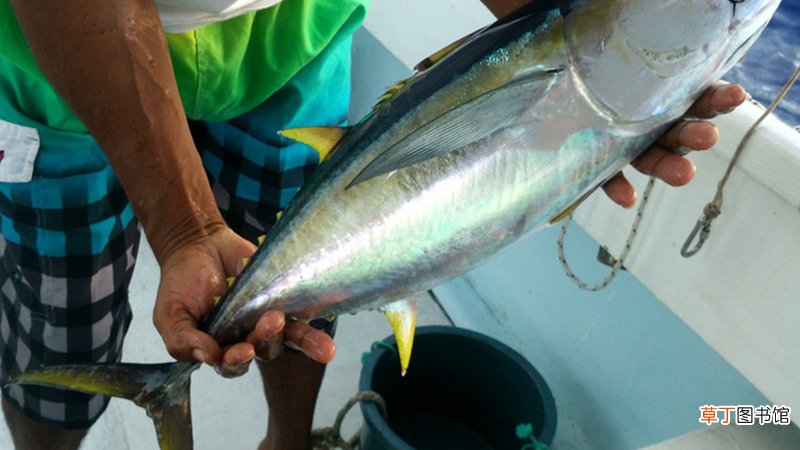 油浸和水浸金枪鱼区别