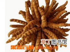冬虫夏草的功效与作用 吃冬虫夏草的好处