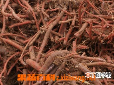 什么是丹参 丹参的功效和作用