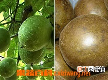 什么是胖大海 胖大海的功效与作用