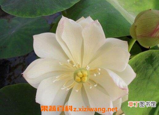 碗莲发芽后怎么养 碗莲入土方法图解