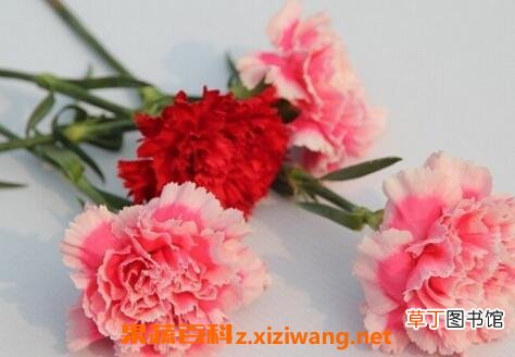 康乃馨的功效与禁忌