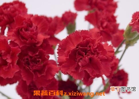 康乃馨的功效与禁忌