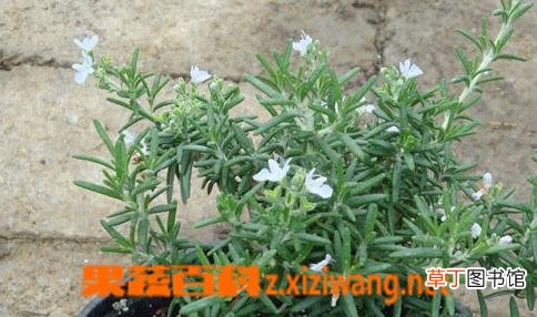 什么是迷迭香 迷迭香的功效作用与食用方法