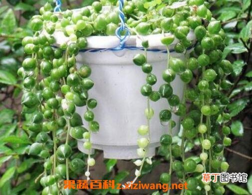 珍珠吊兰的养殖方法和注意事项