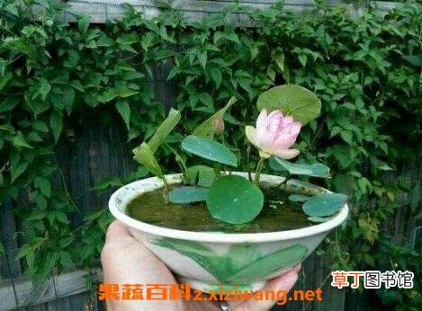 碗莲的种植方法和种植技巧