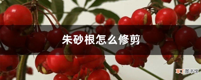 朱砂根怎么修剪