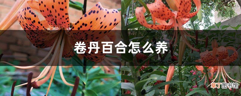 卷丹百合怎么养