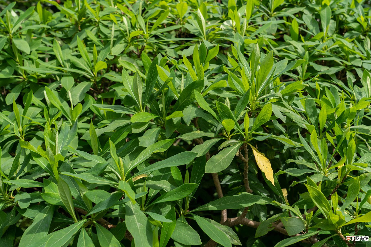 结香花怎么养
