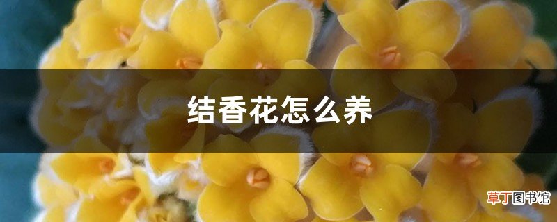 结香花怎么养