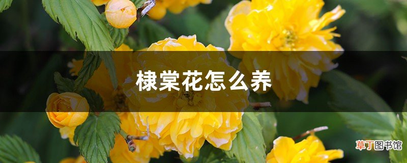 棣棠花怎么养