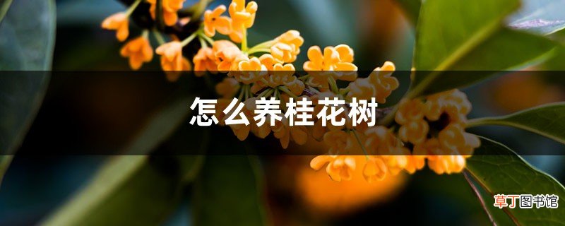 怎么养桂花树