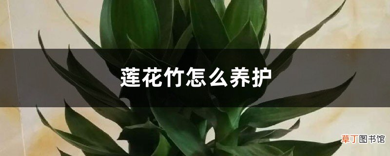 莲花竹怎么养护，有什么风水作用