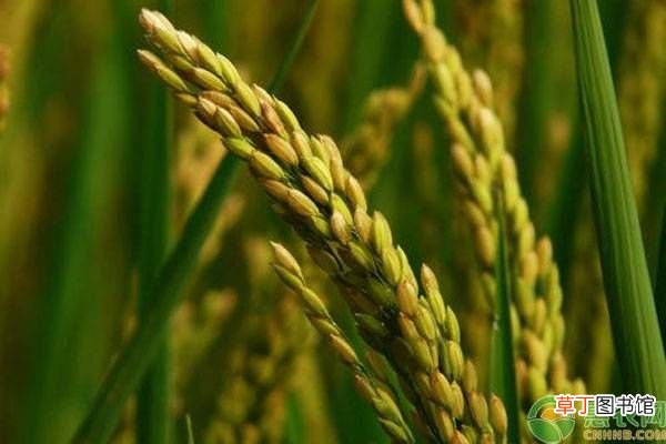 种子的传播方式 农作物传播种子的方法有哪些？