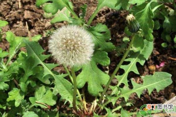 种子的传播方式 农作物传播种子的方法有哪些？