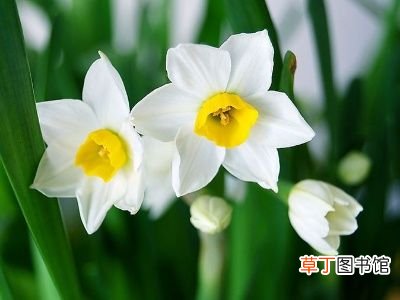 水仙花种植 水仙花的种植方法