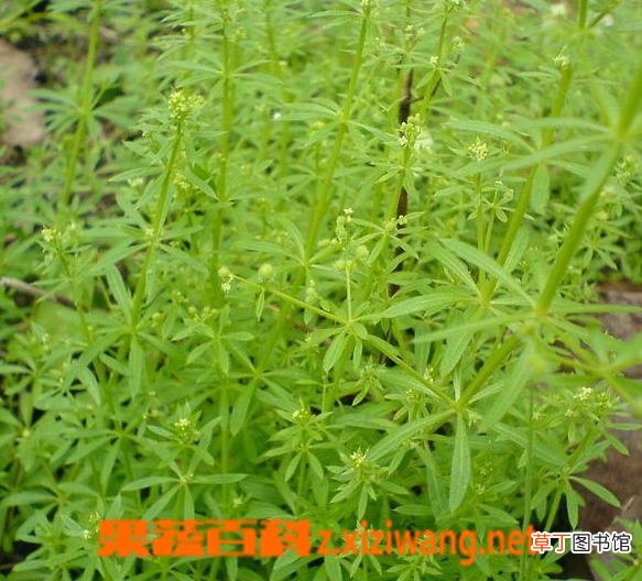 什么是栀子 栀子的功效与作用