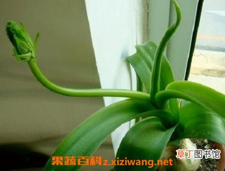 虎眼万年青的药用功效与作用