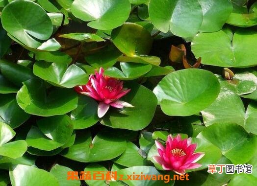 盆栽睡莲如何种植 盆栽睡莲的养殖方法