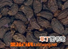 女贞子是什么 女贞子的功效与作用