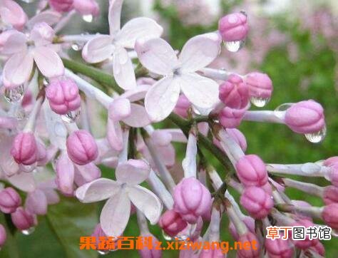 丁香花如何种植 丁香花种子种植方法