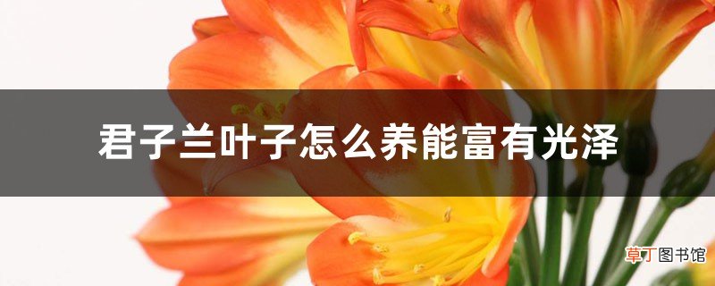 君子兰叶子怎么养能富有光泽