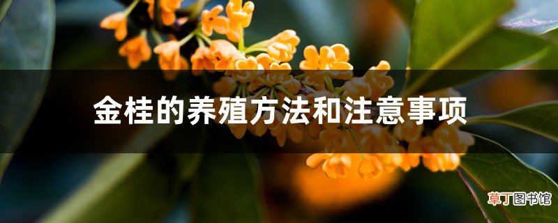 金桂的养殖方法和注意事项