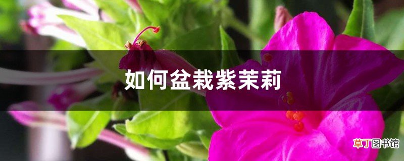 如何盆栽紫茉莉