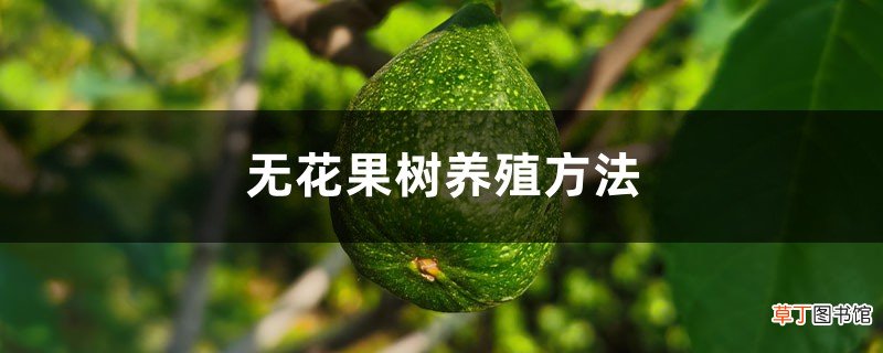 无花果树养殖方法