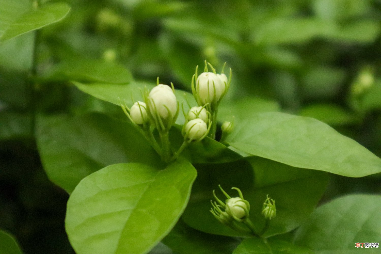 无花果树养殖方法