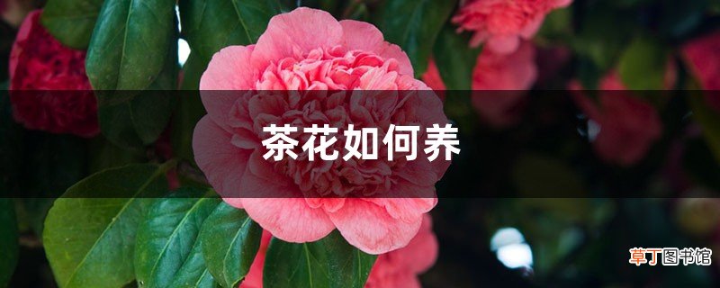 茶花如何养