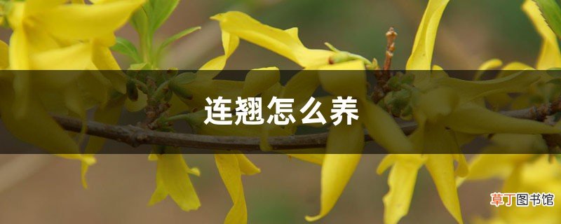 连翘怎么养
