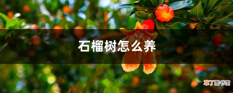 石榴树怎么养