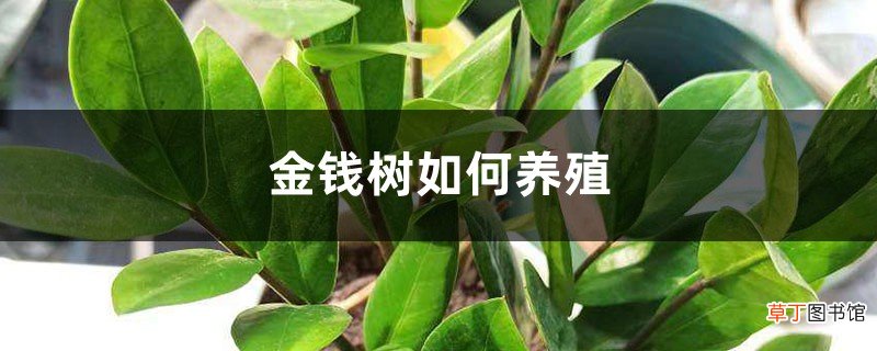 金钱树如何养殖