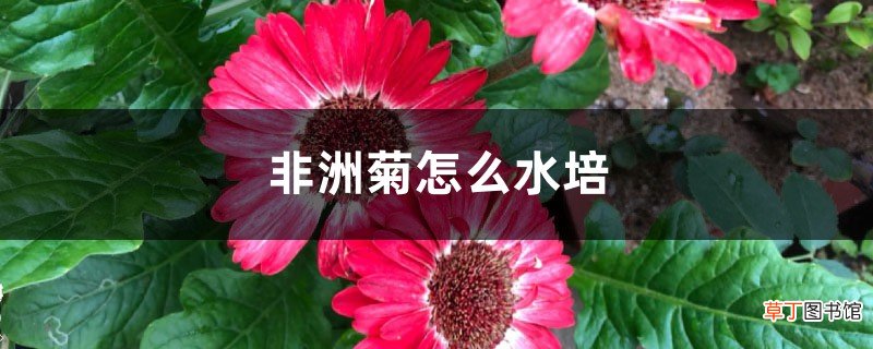 非洲菊怎么水培