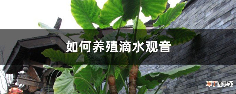 如何养殖滴水观音