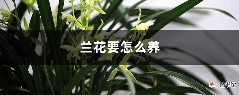 兰花要怎么养